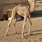 قعود ضيار قريب الشهر