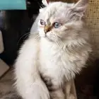 قطة شيرازي