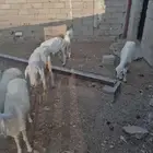 عراض لكم 9ضان وخروف