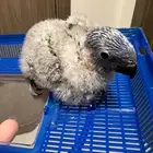 فرخ لوري رينبو