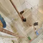 للبيع عصافير الاحساء المحدود