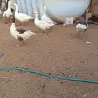 وز للبيع