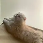 قط سكوتش فولد شيرازي اورنج لونق هير توب التوب