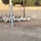 وز بلدي 37 ملون