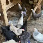 للبيع دجاج فرنسي وتركي