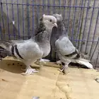 اناثي وذكر تركي
