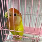 ببغاء الروز مع قفصه واكله ب 400