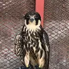 طيره جبليه