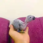 فروخ كاسكوات غر