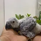 فرخ كاسكو بعمر شهر وشوي انتاج محلي