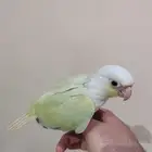 كنيور مون شيك هدد داخلي