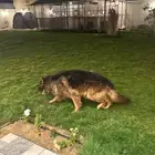كلب جيرمن .