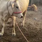 بقره المانيه