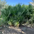 نخل واشنطني