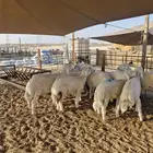 ذبايح نعيم حري تيوس