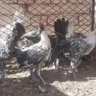 دجاج فيومي بشاير