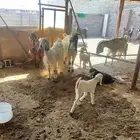 ماعز للبيع المدينة المنوره