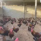 ديوك عربي للبيع