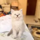 قطة شيرازي هيمالايا للبيع