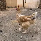 دجاجة براهما