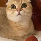 قطة سكوتش فولد بيور