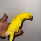 فرخ دره لاتينو عيون حمر