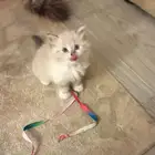 قطط صغيره للبيع