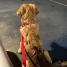 كلب. جولدن مستورد نوع نادر جدا 5 شهور