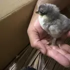 صوص براهما جامبو