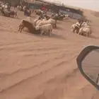 ماعز وضان للبيع على السوم