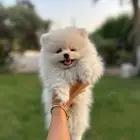 بومرينيان انثى