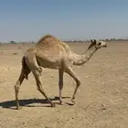 بكره جهل الاب مختار ابناء عميره والام بنت الطايف