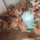 دجاج بلدي عمر شهرين و10ايام