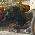 ( تم البيع ) حمام بالجيكي