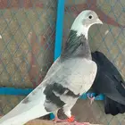 جوز قطيفي للبيع