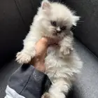 كيتن بعمر3 اسابيع للبيع