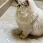 ذكور عمر سنه للبيع بأسعار ممتازه (آباء مستوردين ومسجلين)