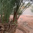 حيش شيشي اخضر