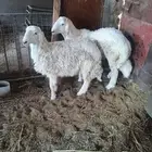 ذبايح حري جذع عدد 2