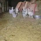 دجاج براهما بشاير