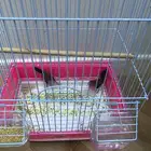 عصافير زينه زوج