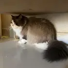 قط ذكر لتبني