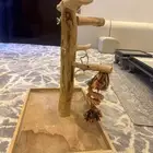 استاند ببغاء نظيف وطبيعي على الشرط