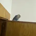 روز ذكر انتاج