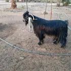 تيس عارضي للبيع