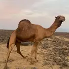 بعير من ابل ابن جلوي