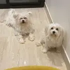 مالتيز للبيع