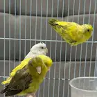 مطلوب طيور بادجي جمله بسعر معقول