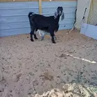 عنزين مواليد