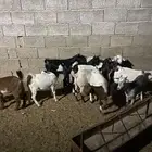 تيوس صغار لبانيه ثلاثه شهور ونص